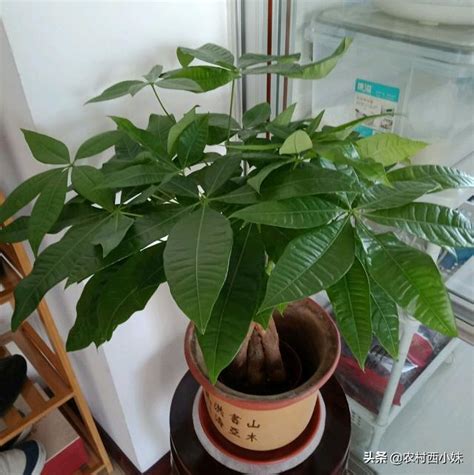 發財樹發芽|馬拉巴慄好種嗎？發財樹種植入門指南 